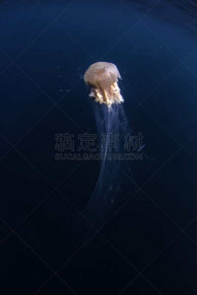 深的,狮鬃水母,水,触须,海洋生命,热带气候,宁格罗海洋公园,野生动物,环境,一只动物