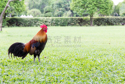 公园,公鸡,红原鸡,美,草地,水平画幅,家畜,无人,家禽,有机食品