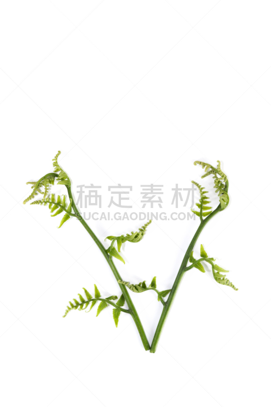 蕨类,特写,鸵鸟 fern,蔬菜,欧洲蕨,清新,自然界的状态,背景分离,替代医药,热带气候