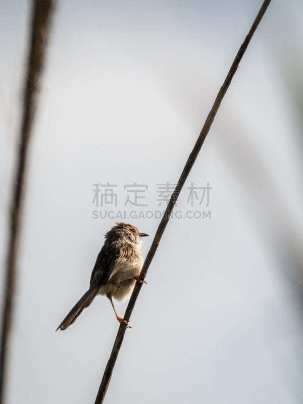 鸟类,以色列,嫩枝,特写,优美,分离着色,鹪莺,一个物体,可爱的,鹡鸰