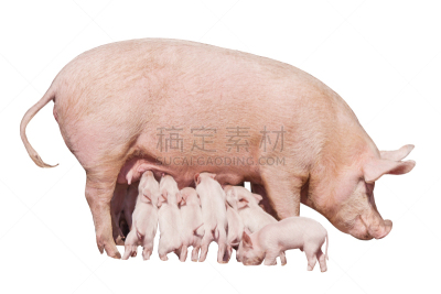 可爱的,牛奶,母亲,猪,小的,动物,大母猪,幸福,黄色,白色背景