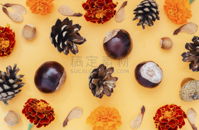 黑刺莓,枫树,种子,松果,榛子,栗子,橙色背景,平衡折角灯,十月,背景分离