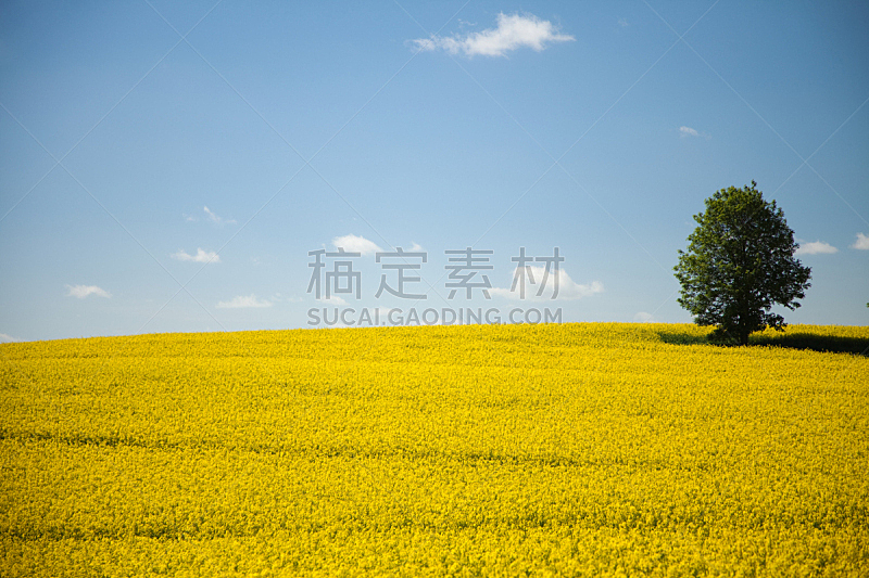 天空,田地,蓝色,油菜花,黄色,水平画幅,无人,夏天,户外,草