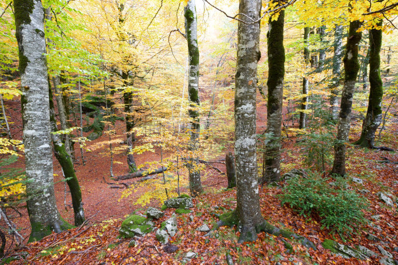 ordesa national park,阿拉贡,国内著名景点,环境,橙色,著名景点,自然美,植物,户外,韦斯卡