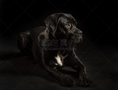 狗,纯种犬,獒,小狗,意大利,舞杖,注视镜头,黑色背景,美,机敏