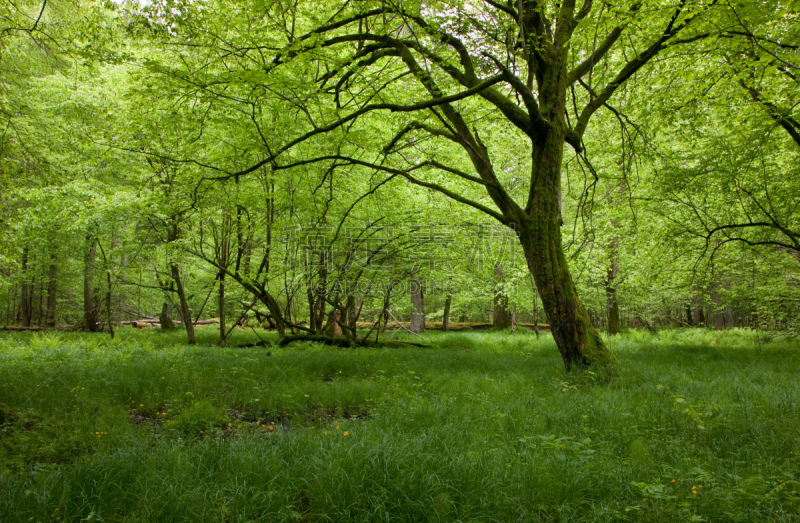 树荫,落叶树,春天,Bialowieza Forest,草原,水平画幅,枝繁叶茂,无人,古老的,苔藓