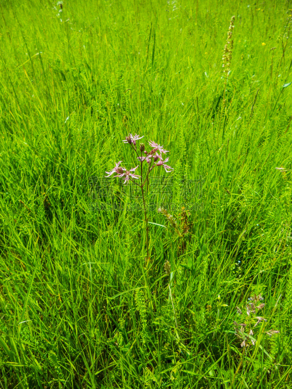 垂直画幅,环境保护,无人,仙翁花,石竹类属植物,石竹科,摄影,花