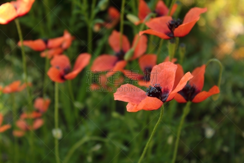 wild poppies