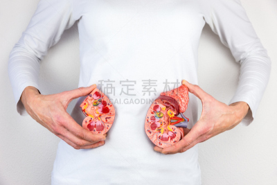 模型,肾,女人,拿着,切片食物,水平画幅,人类腺体,人类肾脏,人