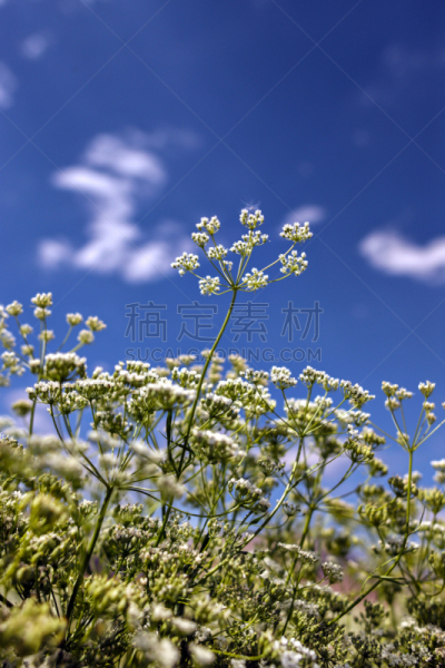 茴芹,田地,土耳其,南,垂直画幅,美,无人,布尔杜尔,夏天,草