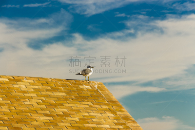 黄色,海鸥,小屋,索维拉城,黑脊鸥,自然界的状态,加的斯,风,野生动物,灰色