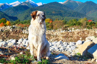 雪,狗,秋天,山脉,黑色,白色,剩菜袋,宠物项圈,秋季系列,旅行者