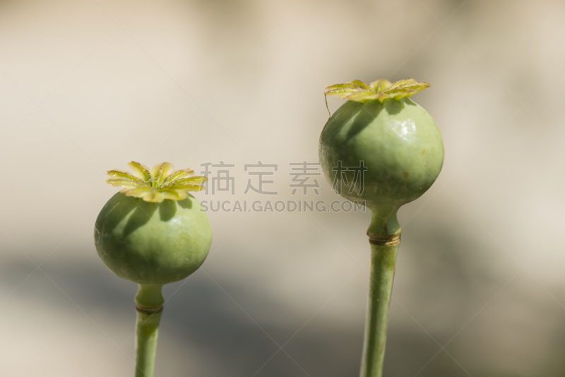 豆荚,夏天,紫色,自然,图像,水平画幅,特写,无人,花朵,花瓣