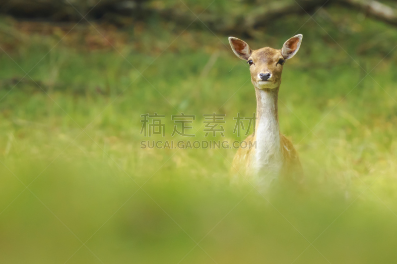 小鹿,日光,黎明,美,褐色,水平画幅,早晨,动物身体部位,欧洲小鹿,户外