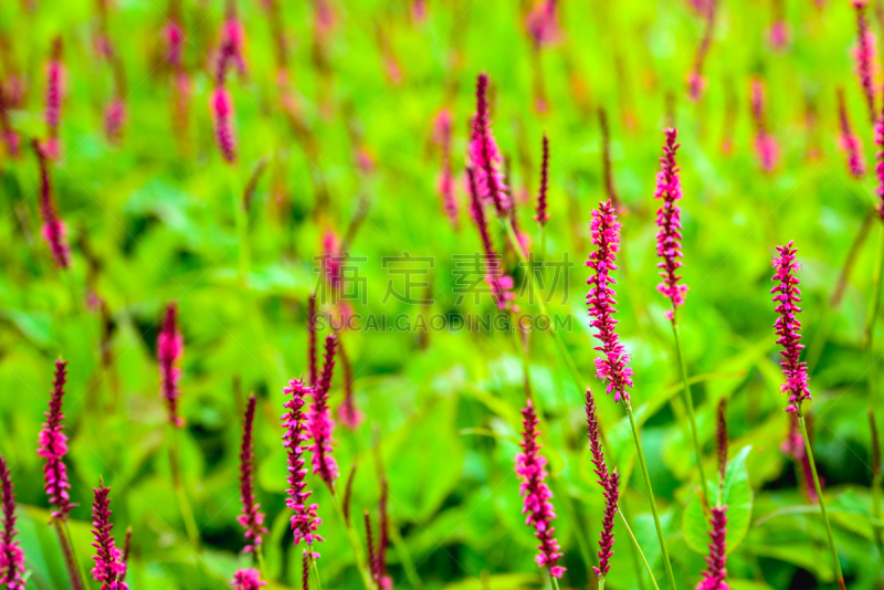 红色,花蕾,关闭的,植物群,自然,水平画幅,小的,尖的,花序,荞麦