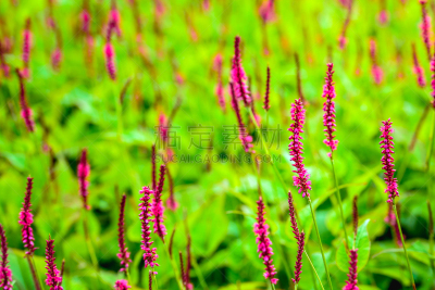 红色,花蕾,关闭的,植物群,自然,水平画幅,小的,尖的,花序,荞麦