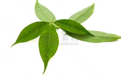 清新,橡胶树,叶子,自然,泰国,图像,印度榕,无人,背景,水平画幅