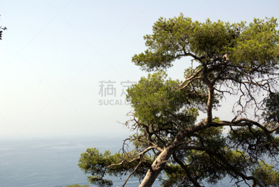 海洋,风景,金松树木,禅宗,水平画幅,枝繁叶茂,无人,光亮,户外,前景聚焦