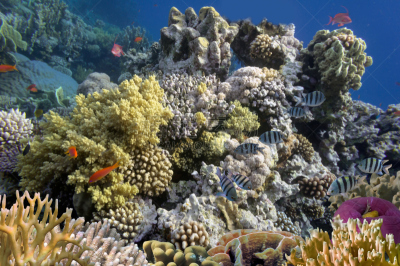 埃及,红海,珊瑚,地形,达哈巴,闪光灯,水肺潜水,野生动物,水平画幅,可爱的