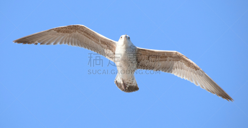 加维奥塔海岸州立公园,正面视角,天空,褐色,风,水平画幅,鸟类,动物身体部位,走廊