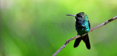 翠绿色蜂鸟,古巴,鲜绿色,蜂鸟,美,水平画幅,鸟类,动物身体部位,野外动物,户外