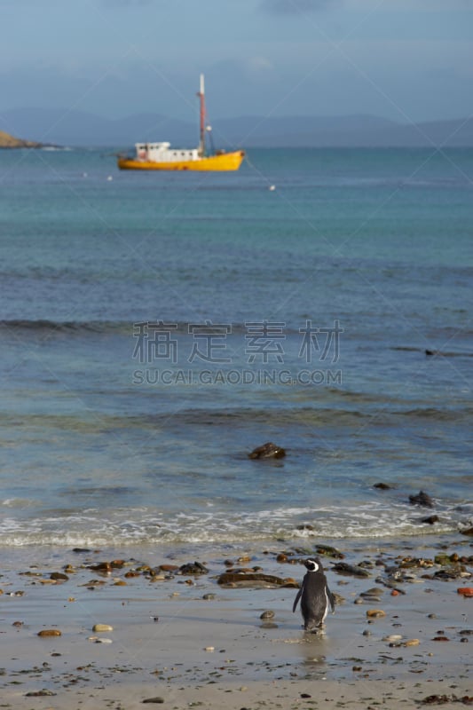 卡尔卡斯岛,麦哲伦海峡企鹅,海滩,福克兰群岛,拖捞船,垂直画幅,水,无人,鸟类,偏远的