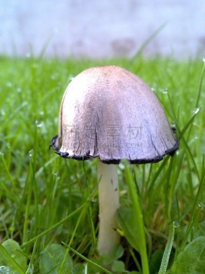 笔帽状蘑菇,有机食品,季节,自然界的状态,垂直画幅,图像,英国,无人,蘑菇,大特写