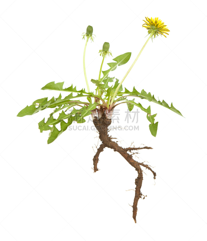 根部,蒲公英,被连根拔出,垂直画幅,无人,泥土,白色背景,背景分离,野生植物,白色