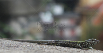 壁虎,围墙,房屋,蝎虎,壁虎的家庭,机敏,水平画幅,无人,蜥蜴,动物身体部位