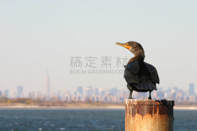 城市天际线,曼哈顿,鸬鹚,加买加湾野生物保护所,水,天空,公园,水平画幅,无人,鸟类