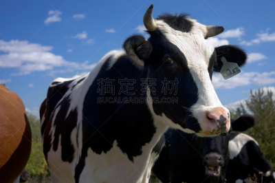母牛,牛奶,美国中西部地区,农业,动物主题,云,乳牛,弗里斯兰奶牛,牛,动物