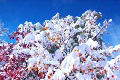 秋天,粉末状雪,舞蹈,水平画幅,雪,无人,葡萄树枫木,户外,北海道,镜头眩光