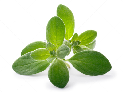 墨角兰,小路,花薄荷属,水平画幅,绿色,可爱的,无人,香料,背景分离,锅