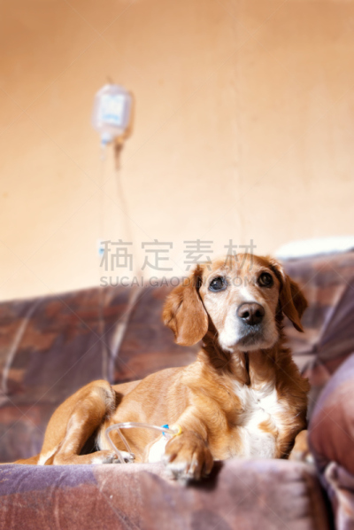 狗,浸泡油,毯子,垂直画幅,替代疗法,辅导讲座,导液管,动物诊疗室,取得,恢复