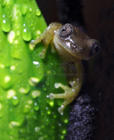 芦苇蛙,垂直画幅,选择对焦,水,无人,湿,户外,动物主题,彩色图片,热带气候