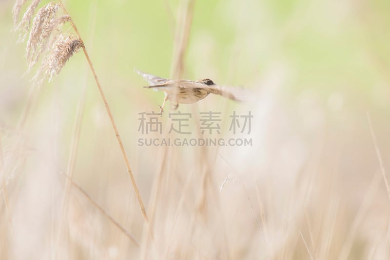 雄性动物,芦鹀,鹭管鱼,芦苇,褐色,水平画幅,鸟类,不明确的地点,早晨,户外