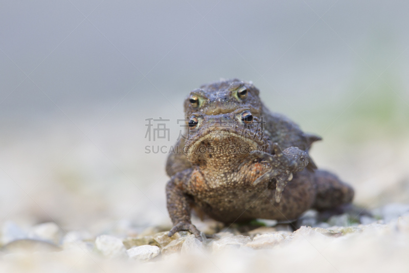 癞蛤蟆,季节,蛙科,普通蟾蜍,三只动物,动物交配,蟾蜍,自然,图像聚焦技术,选择对焦