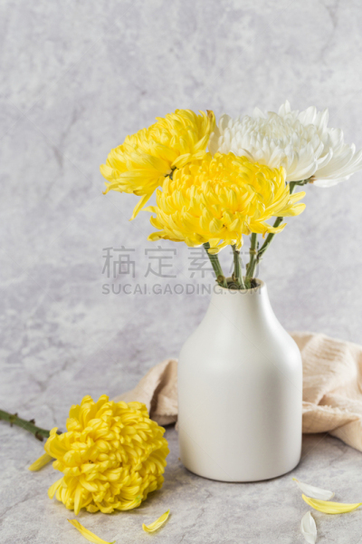 菊花,自然美,白色,自然,芳香的,黄色,季节,垂直画幅,图像,花瓣