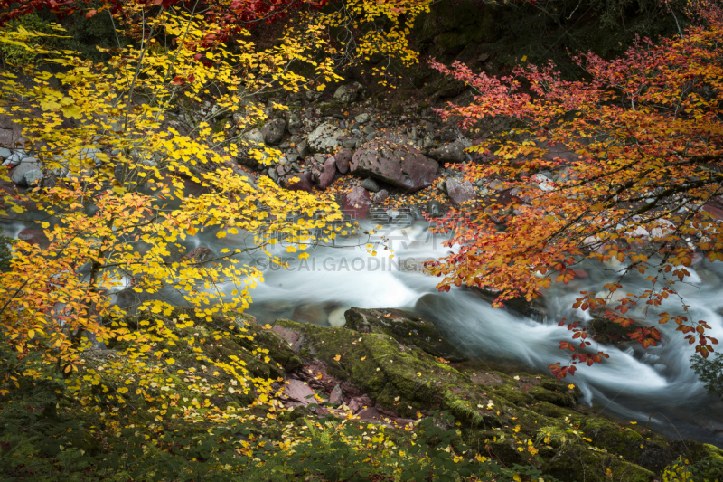 宝丽丝山脉,秋天,ordesa national park,韦斯卡,山毛榉树,可持续生活方式,水,美,风,水平画幅