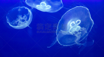 桶,水母,深的,触须,暗色,野生动物,动物,水生动植物,巴利阿里玛代,在下面