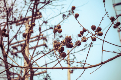 彩色图片,尤脑香科树,褐色,水平画幅,干的,泰国,雨林,工艺品,悬挂的,植物学