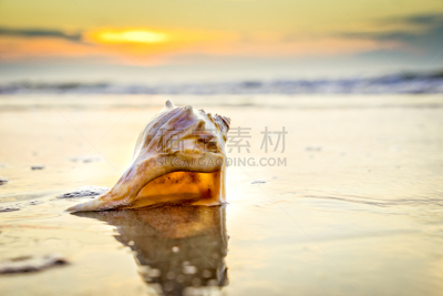 黎明,波浪,海螺,南卡罗来那,米特海滩,贝壳,沙子,海滩,低视角,色彩饱和