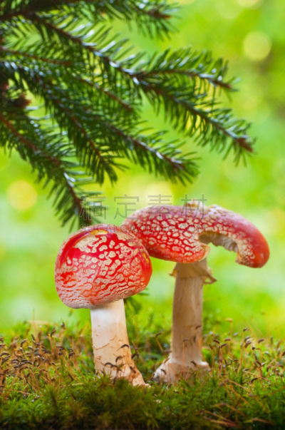 有毒生物体,蘑菇,森林,鹅膏菌,自然,垂直画幅,绿色,秋天,无人,苔藓