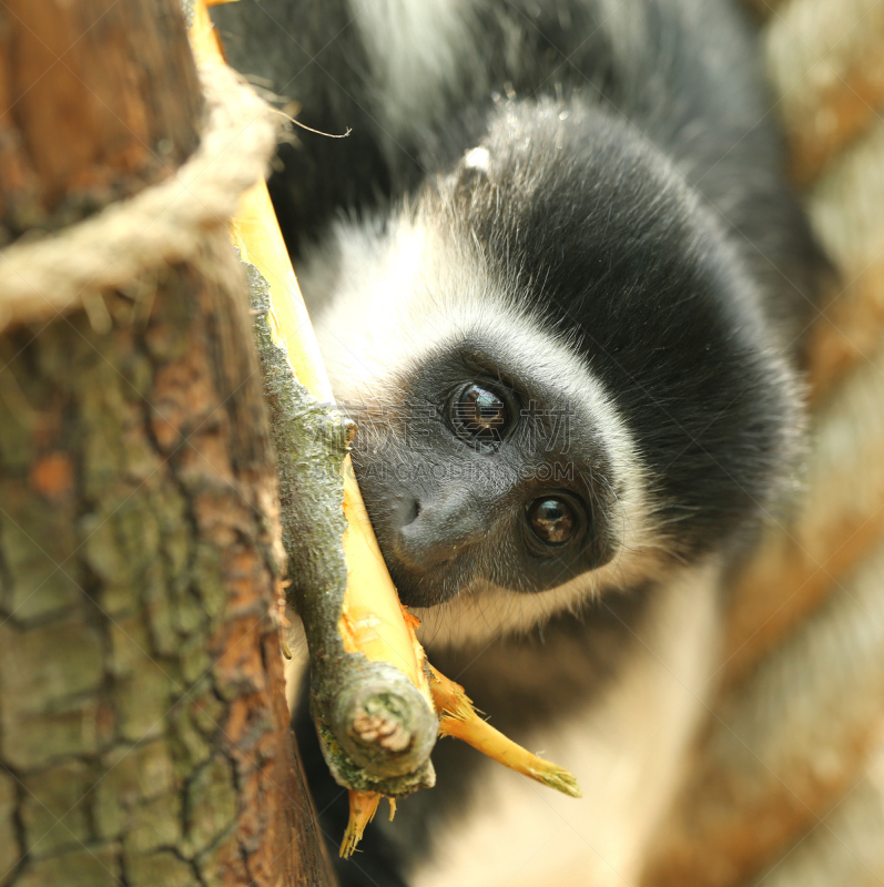 叶猴,黑色,白色,black and white colobus,垂直画幅,野生动物,注视镜头,非洲,猴子,幼小动物