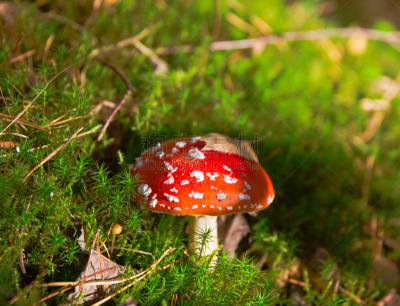 红色,伞菌,自然美,森林,橙色伞菌,自然,水平画幅,无人,有毒生物体,苔藓
