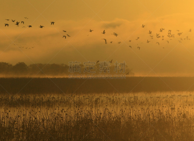 黎明,湿地,环境,云,水面,自然美,宫城县栗原市,鸟类,丘陵鹅,湖