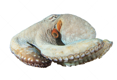 章鱼,分离着色,day octopus,墨鱼,触须,野生动物,热带鱼,水平画幅,水下,白色背景