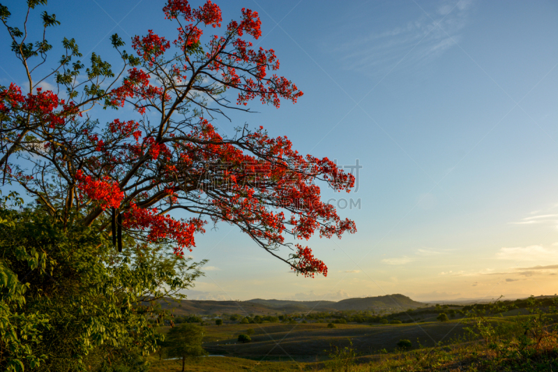 Beautiful landscape, vegetation, against a blue sky with sunset at
Brazil´s Northeast.