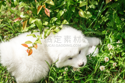 莱卡犬,萨摩耶犬,自然,小狗,水平画幅,进行中,夏天,套装,户外,草
