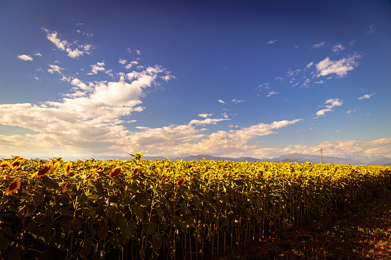 sunflowers field in a summer day